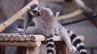 Ring-Tailed Lemurs Grooming