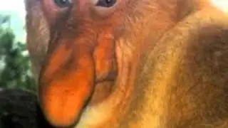 Le zap des animaux 