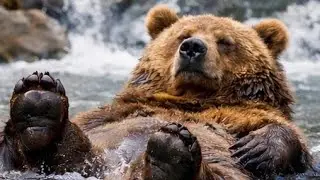 A Brown Bear&rsquo;s Peaceful River Adventure
