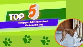 5 Things You Didn't Know About The Azawakh