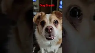 Doggy Breath