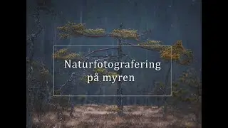 Landskapsfotografering - Träd på myren