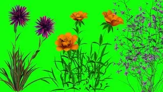 Flowers pack- Motions green screen effects - chroma key - animations - Effects-VideoHD1080