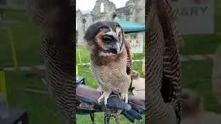 norma Asian wood owl