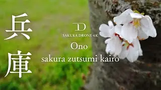 [桜ドローン撮影4K] 兵庫県小野市おの桜つづみ回廊｜桜ドローンプロジェクト
