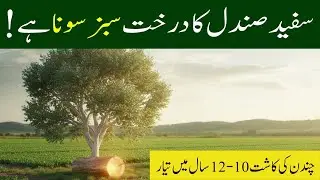White Sandalwood Farming | Safaid Chandan Ki Kheti | Santalum Album | SM AGRI TV