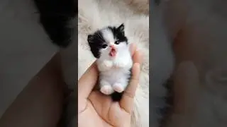Cat 😺!Cuteness Overload! #shorts #shortsfeed #viralshorts