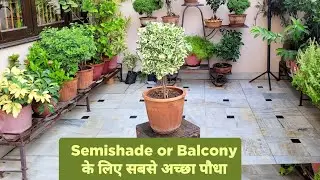 Permanent plant for semishade or balconies / नर्सरी मे मिल जाए तो लगा लो / Ficus triangularis care