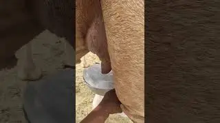 Fresh Camel Milk In Saudi Arabia