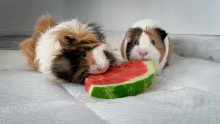 Guinea Pigs Taste Watermelon for the Very First Time! Their Reaction is so Funny!