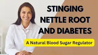 Stinging Nettle Root and Diabetes: A Natural Blood Sugar Regulator