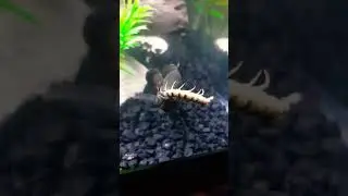 Gold Oscar fish eats big centipede | 奧斯卡魚吃大蜈蚣