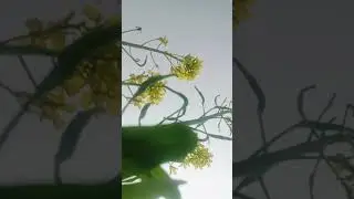 Sarson ka khet behtarin Mausam live commentary subscribe kar lijiyega dost