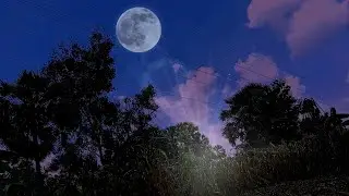 Calming Cricket ASMR | Soft Cricket Sounds and Night Wind for Deep Sleep & Relaxation