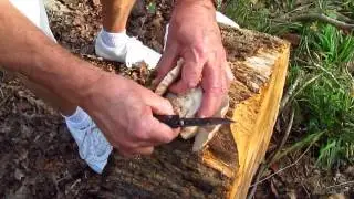 Foraging For Wild Oyster Mushrooms