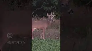 Early Season Doe Hunt Takes an Exciting Turn!  #bigbuck #deerhunting