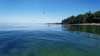 Seaweed On the farm
