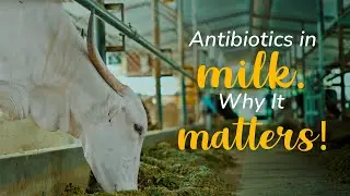How antibiotics enter milk and why it matters! | Akshayakalpa organic