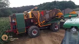 Recolte oignons porte graines