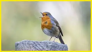 The Most Beautiful Bird Song: Hear The Amazing European Robin Chirping #birds #birdlovers #birdsong