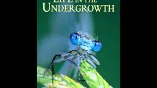 Life in the Undergrowth Soundtrack 10 - Web Spinning