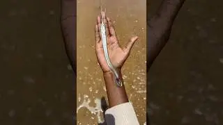 അയ്യോ മീൻ കടിച്ചേ 🥵🎣 #shorts #fishing #fish