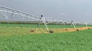 Dragon Line lucerne paddock