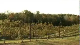 Amber Falls   In the Vineyard