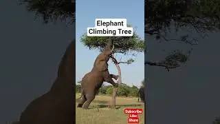 Beautiful Scene, Elephant Climbing Tree.