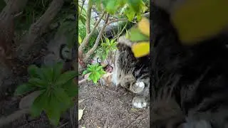 Fluffy cat eating twig  #cat #catlovers #cute #catfamily