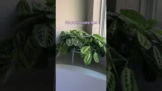 My Maranta Care Tips