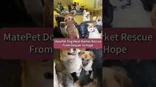 Спасение рынка собачьего мяса MatePet &mdash; от отчаяния к надежде