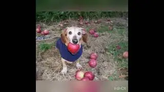 DOG WITH APPLE | APPLE DOG TRANSFORMATION #appledog #dogmemes #ai #memes #aicompetition #minimaxai
