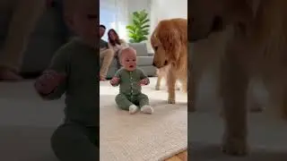 Golden Retriever Dog Listens Patiently to Soothing Voice Commands #dogs #pets #goldenretriever