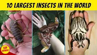 10 Largest Insects in the World You've Never Seen