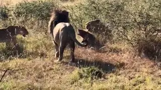 Male lion saves hyena from lionesses