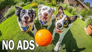 24 Hours Dog TV for Dogs to Watch🐕Anti-Anxiety Relaxing Dog Music 🎵 Deep Sleep🐾NO ADS