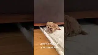 #мальтипу #мальтипумосква #купитьмальтипу #maltipoo