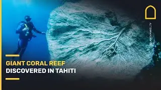 Giant coral reef discovered in Tahiti
