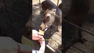 The Best Zoo in Michigan is Hidden in the U.P.