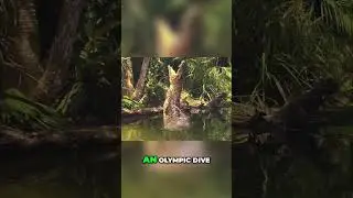 The Incredible Jumping Power of Cuban Crocodiles