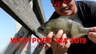 Westport, WA 2019 - Catching BIG PILE PERCH