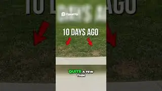 Результаты осеннего подсева: зеленый, пышный и здоровый двор!