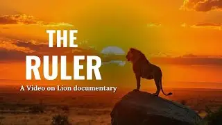 WILD SHOW | The Lion's Journey | The Ruler | Animal documentary