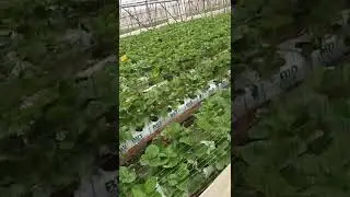 strawberry 🍓 farm nuwaraeliya