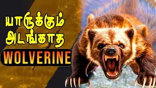 யாருக்கும் அடங்காத Wolverine | 5 Interesting Facts About Wolverines | Tamil! #wildwonderstamil