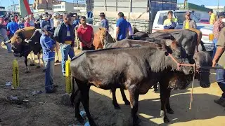 Feira de gado no Posto Alto da Serra-PE 19/10/25 Cheio de #boi e #bezerro 