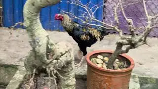 Watching an 8-Month-Old Young Chuoi Chicken