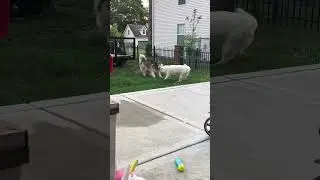 Dancing Dogs Duo! #shorts #dog