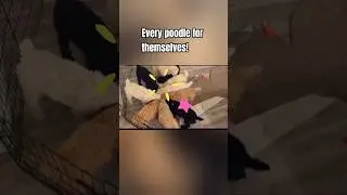 Every poodle for themselves! #dogs #puppy #play #funny #pets #animals #dance